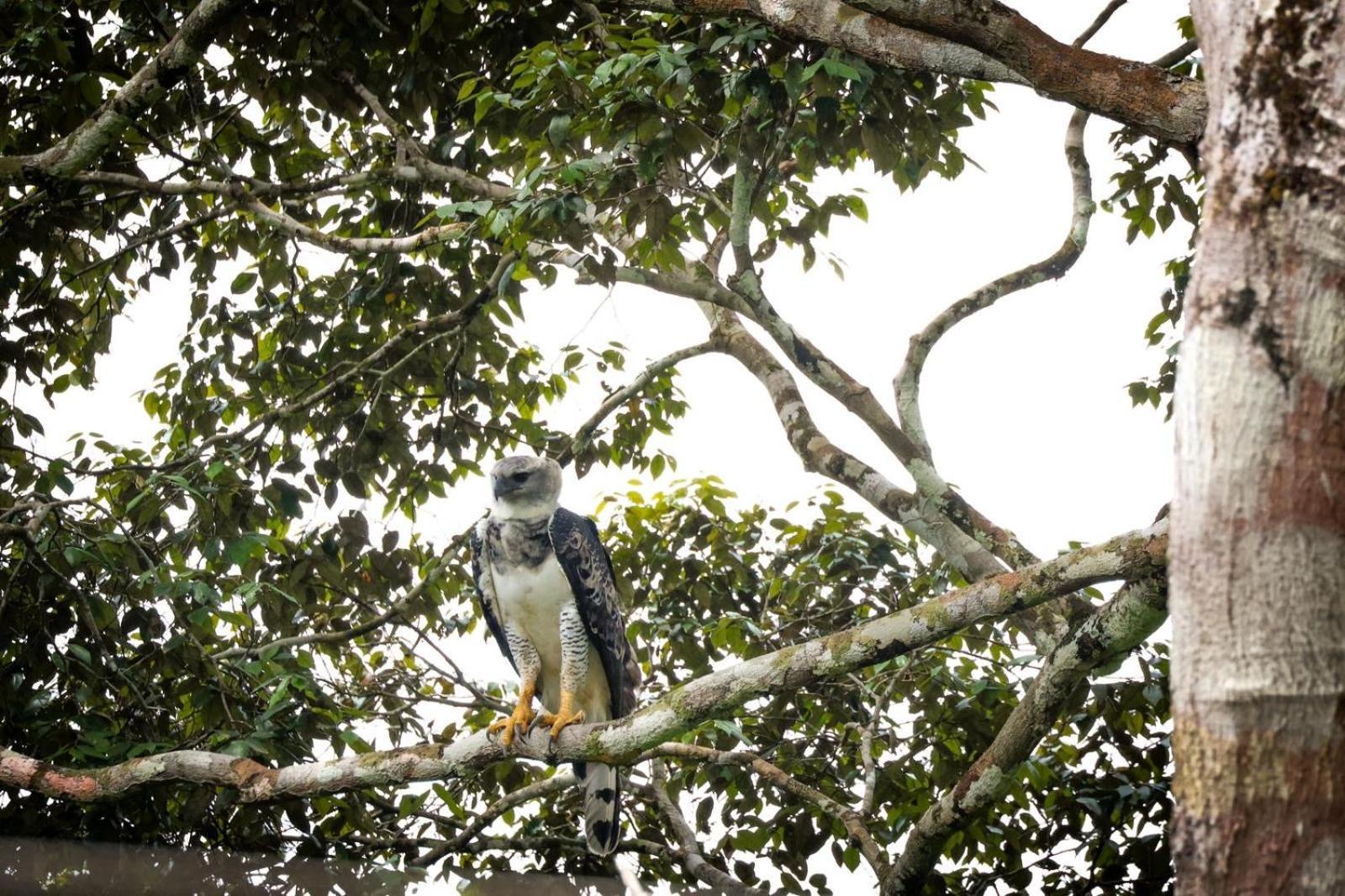 Pousada Paraiso Do Calango Azul Presidente Figueiredo Extérieur photo