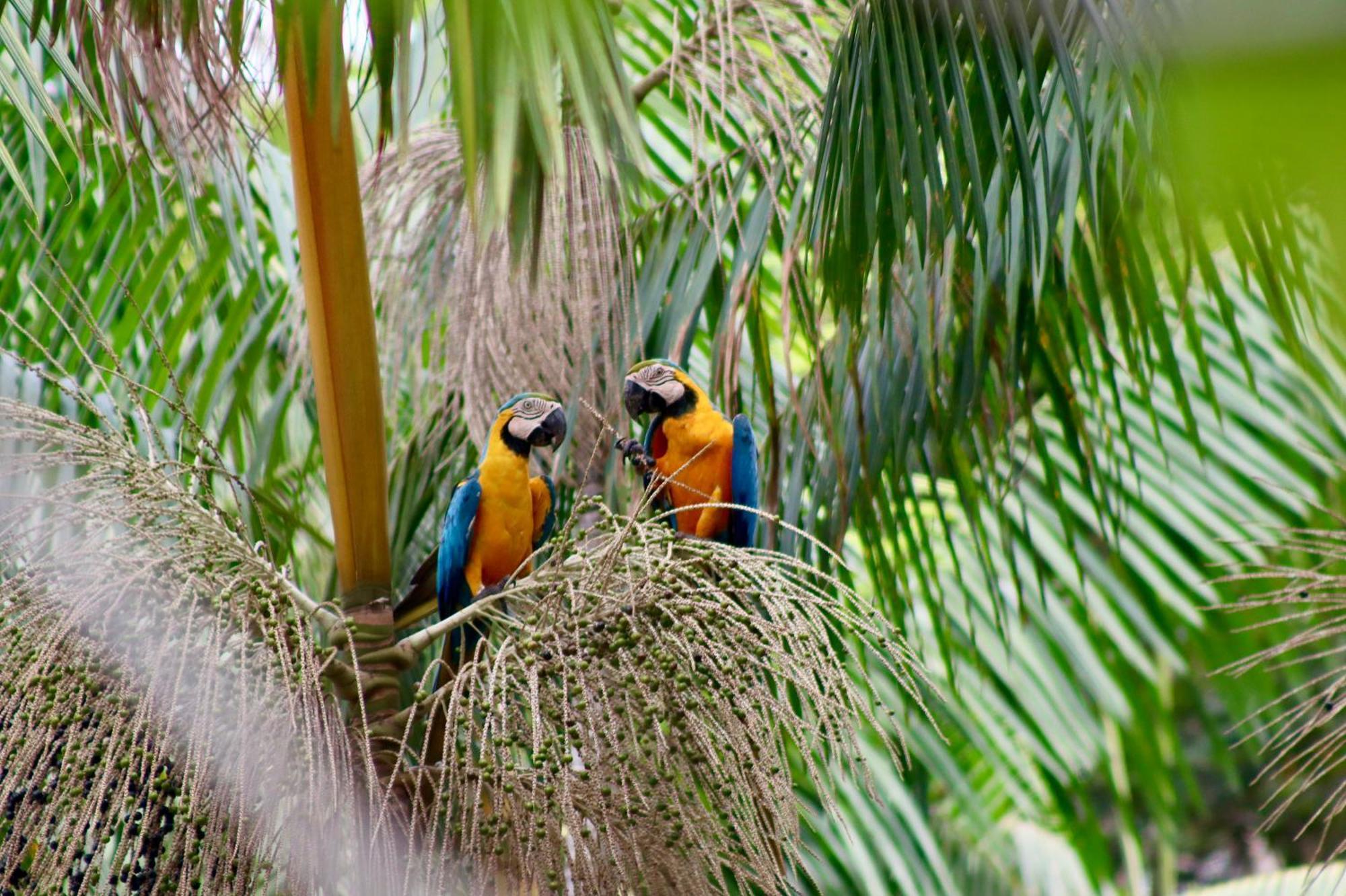 Pousada Paraiso Do Calango Azul Presidente Figueiredo Extérieur photo