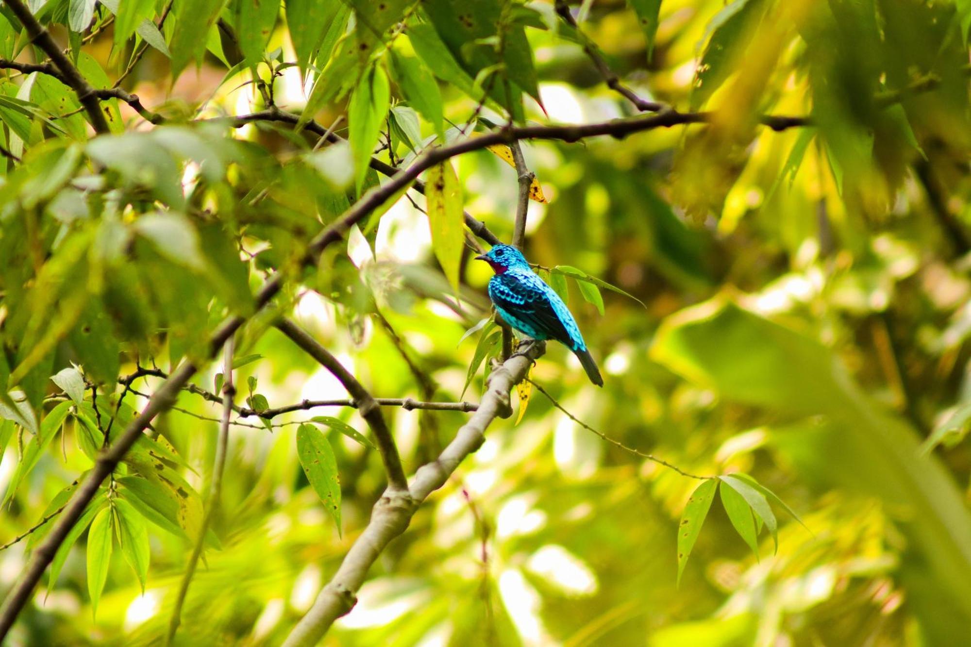 Pousada Paraiso Do Calango Azul Presidente Figueiredo Extérieur photo